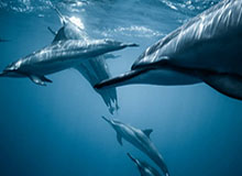 周鹏分享检查片段：拍完片问题不算大，随时做好准备接着干